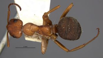 Media type: image;   Entomology 21719 Aspect: habitus dorsal